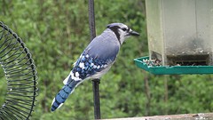 IMG_0073