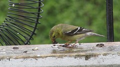 IMG_0080