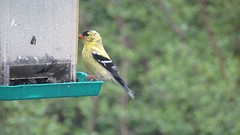 IMG_0071
