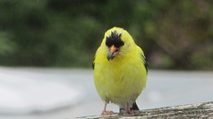 IMG_0077