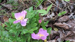 IMG_0062