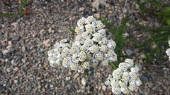 IMG_0087