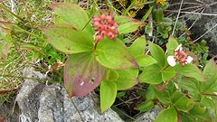 IMG_0026 - kopie