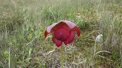 IMG_0007