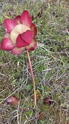 IMG_0008