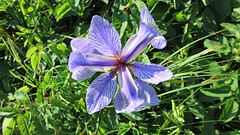 IMG_0181