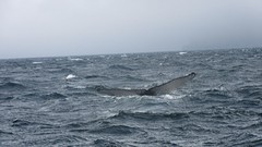 IMG_0164