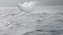 IMG_0184