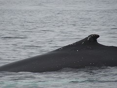 IMG_0233