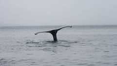 IMG_0252