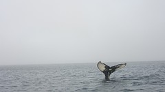 IMG_0263