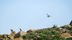 IMG_0019