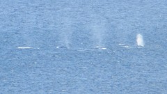 IMG_0041 - kopie