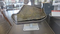 IMG_0013