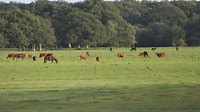 IMG_1218