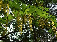 SAM_1249