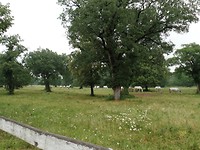 SAM_1616