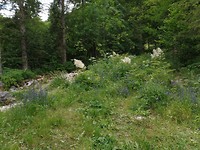 SAM_2003