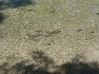 SAM_2027