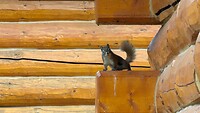 IMG-20260609-WA0003