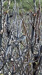 IMG-20260614-WA0008