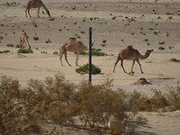 DSC02621