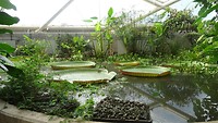 In de botanische tuin.