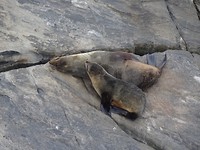 Seals op Admirals Arch