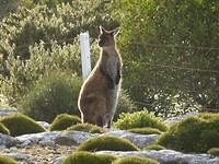 Kangoeroe bij Cape Borda