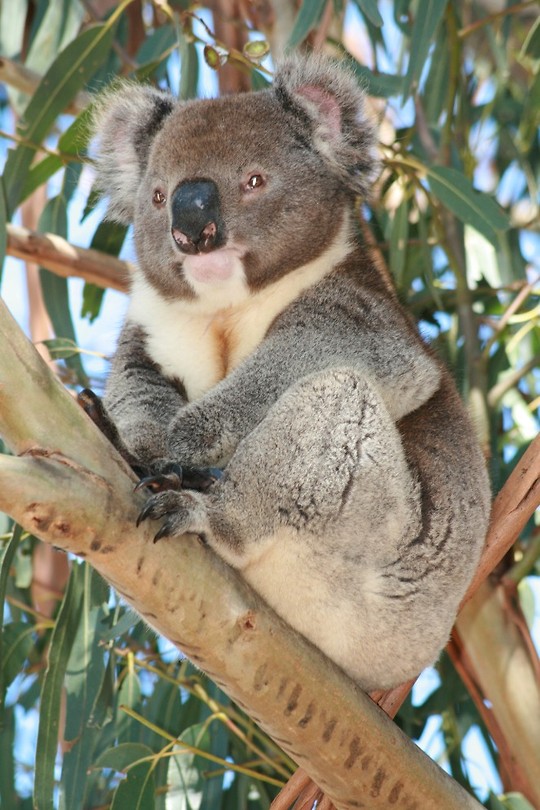 Koala!