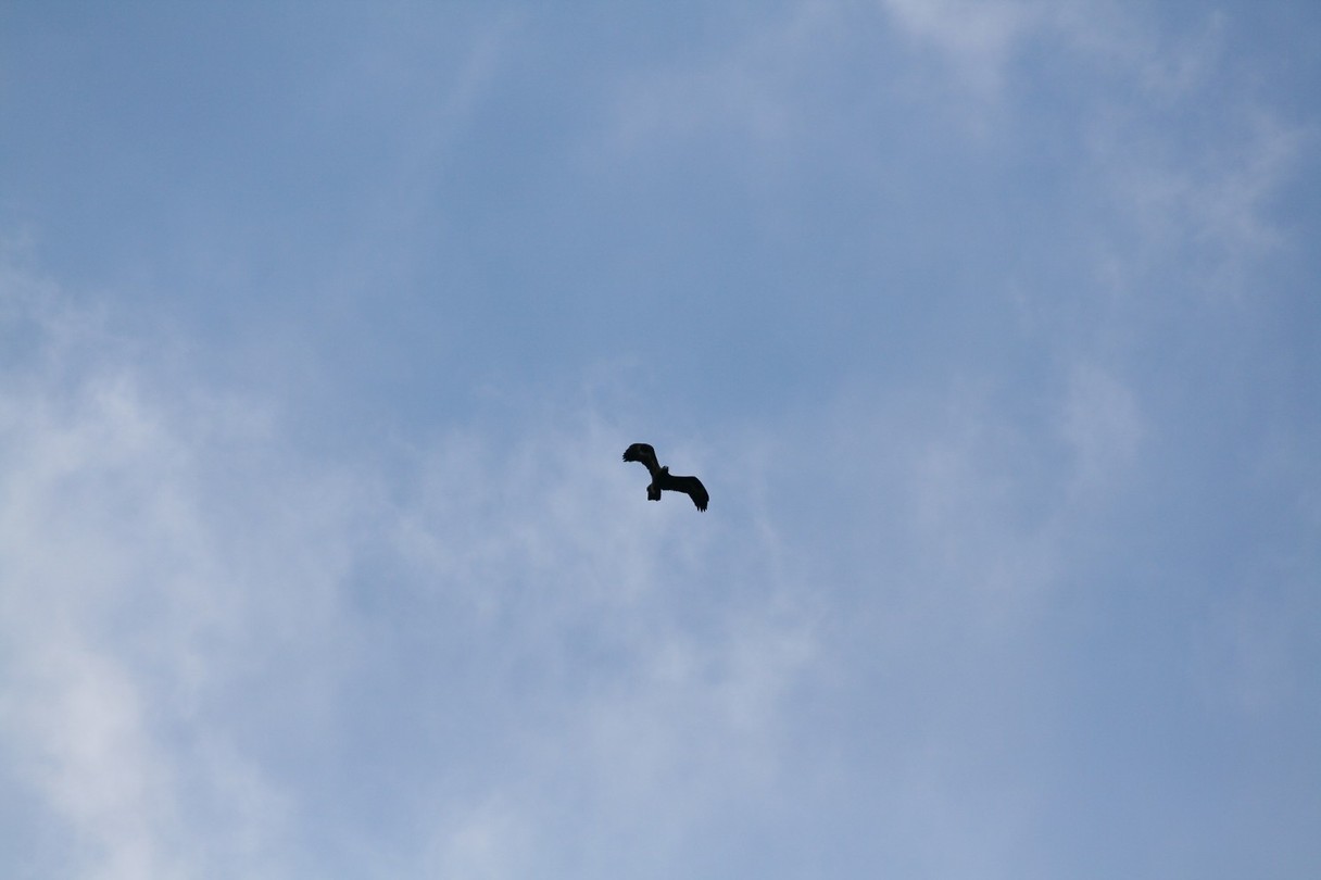 Eagle