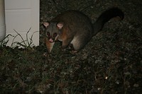Possum