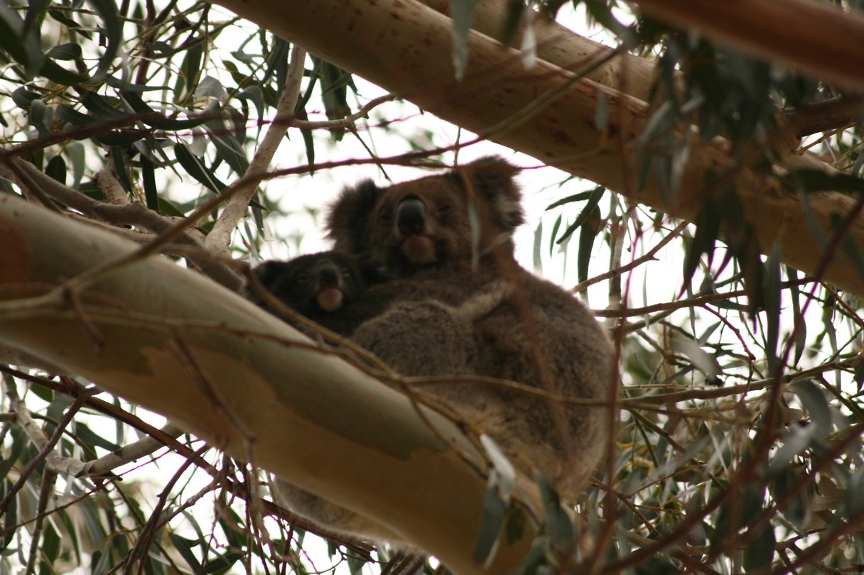 Koala met baby!