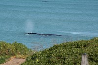 Whale spotting