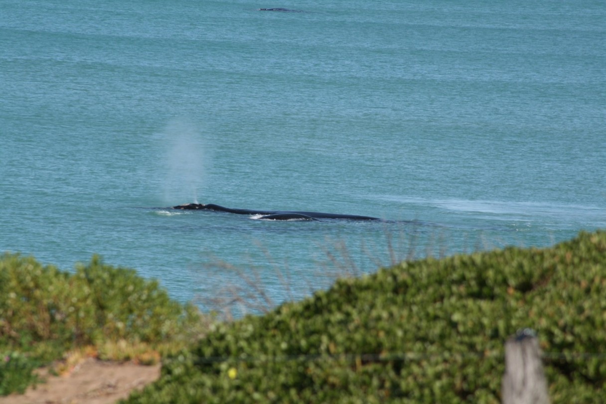 Whale spotting