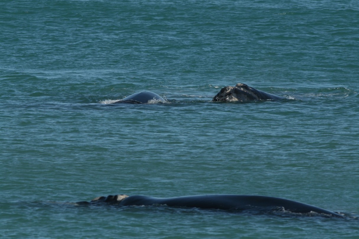 Whale spotting