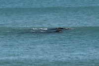 Whale spotting