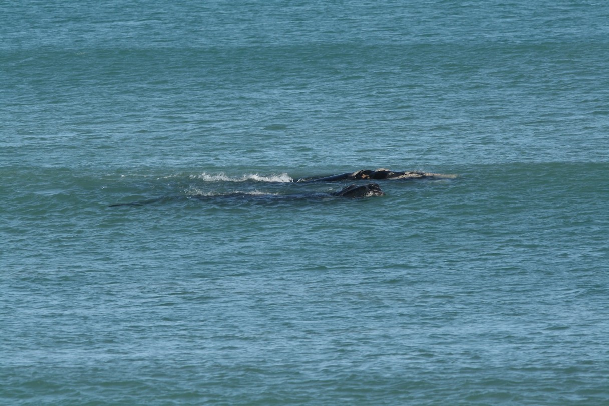 Whale spotting