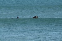 Whale spotting