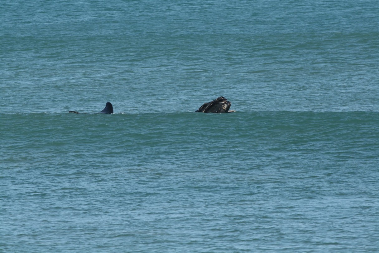 Whale spotting