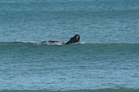 Whale spotting