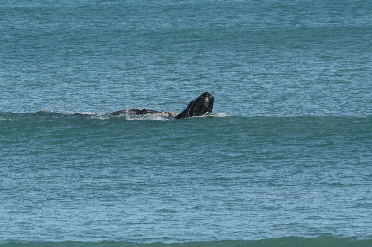 Whale spotting