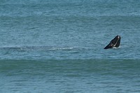 Whale spotting