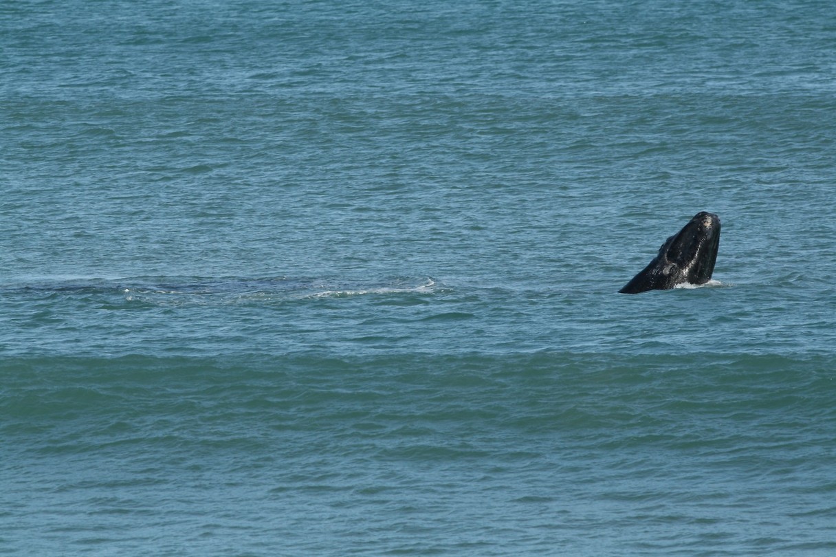 Whale spotting
