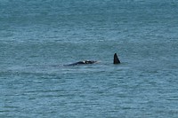 Whale spotting