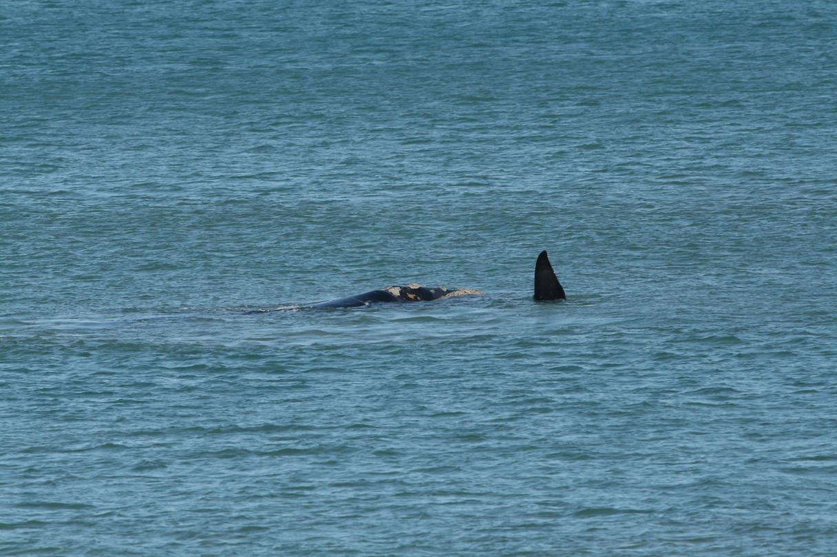 Whale spotting