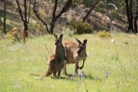 IMG_2943