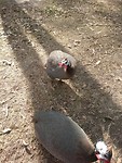 Soort hen/hoender