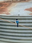 Ijsvogel? Oid?
