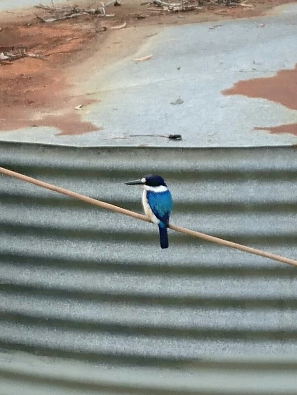 Ijsvogel? Oid?